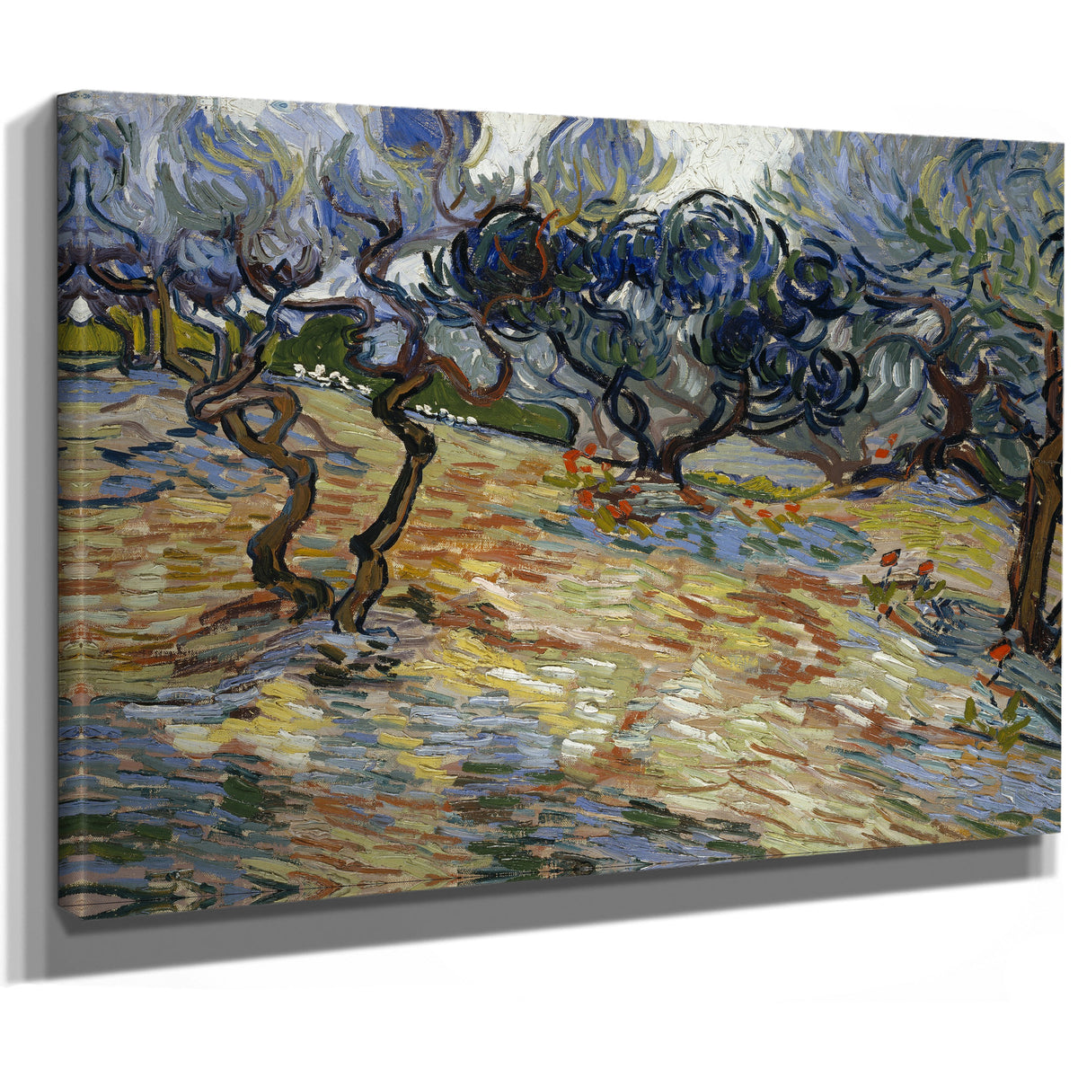 Olive Trees By Vincent van Gogh