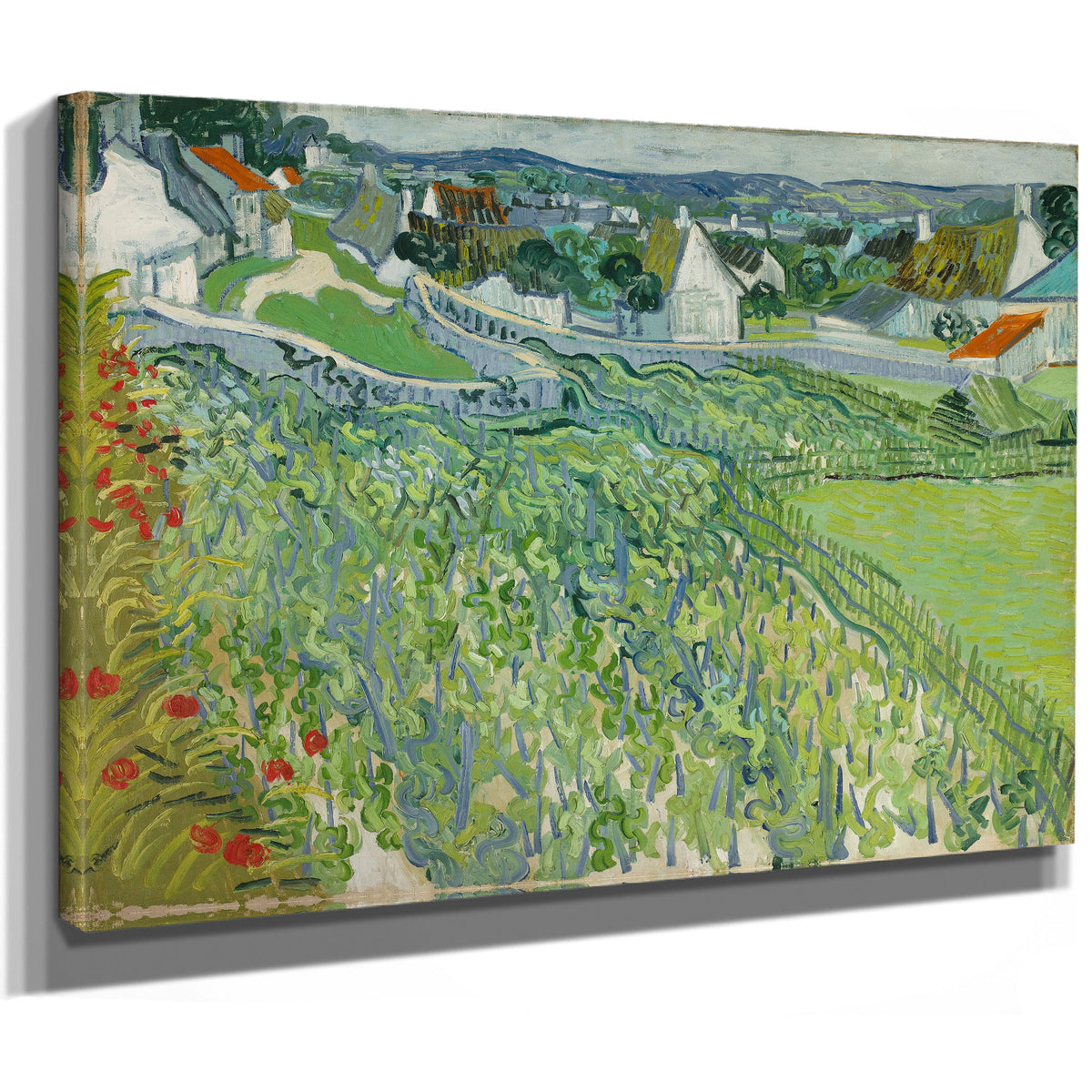 Vineyards Auvers 1890 By Vincent van Gogh