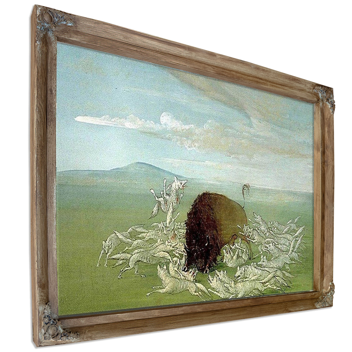 White Wolves Attacking A Buffalo Bull By George Catlin