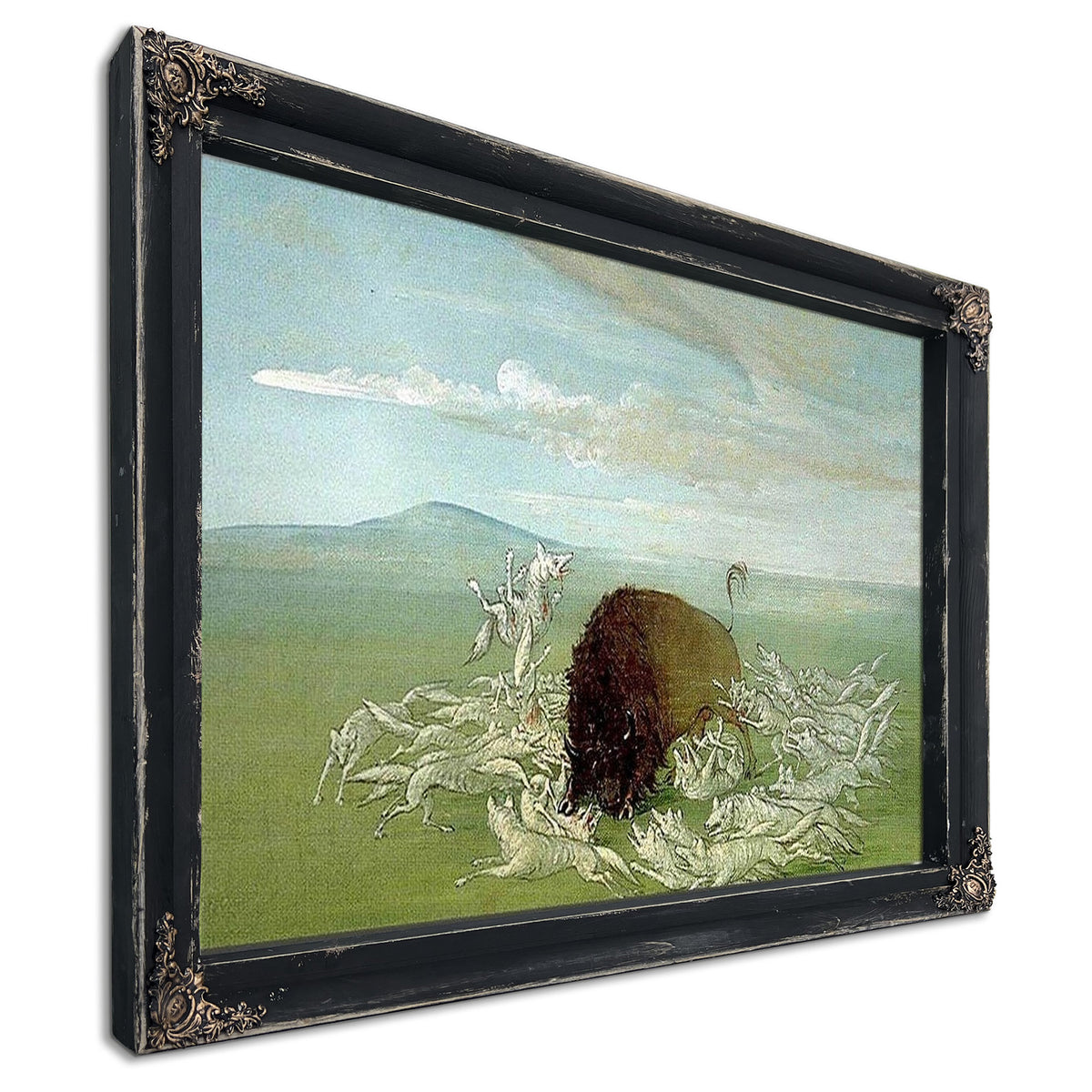 White Wolves Attacking A Buffalo Bull By George Catlin