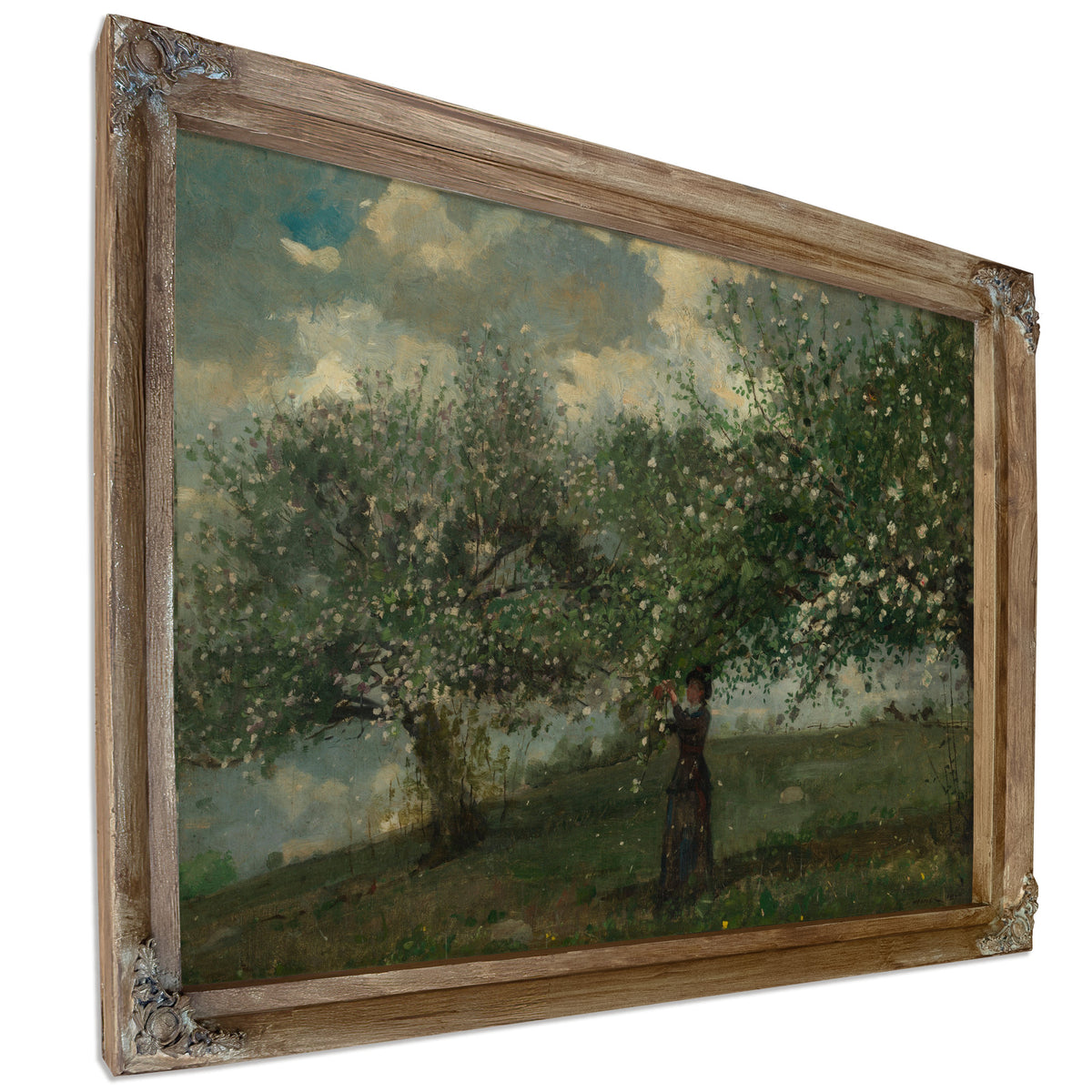 Girl Picking Apple Blossoms 1879 By Winslow Homer