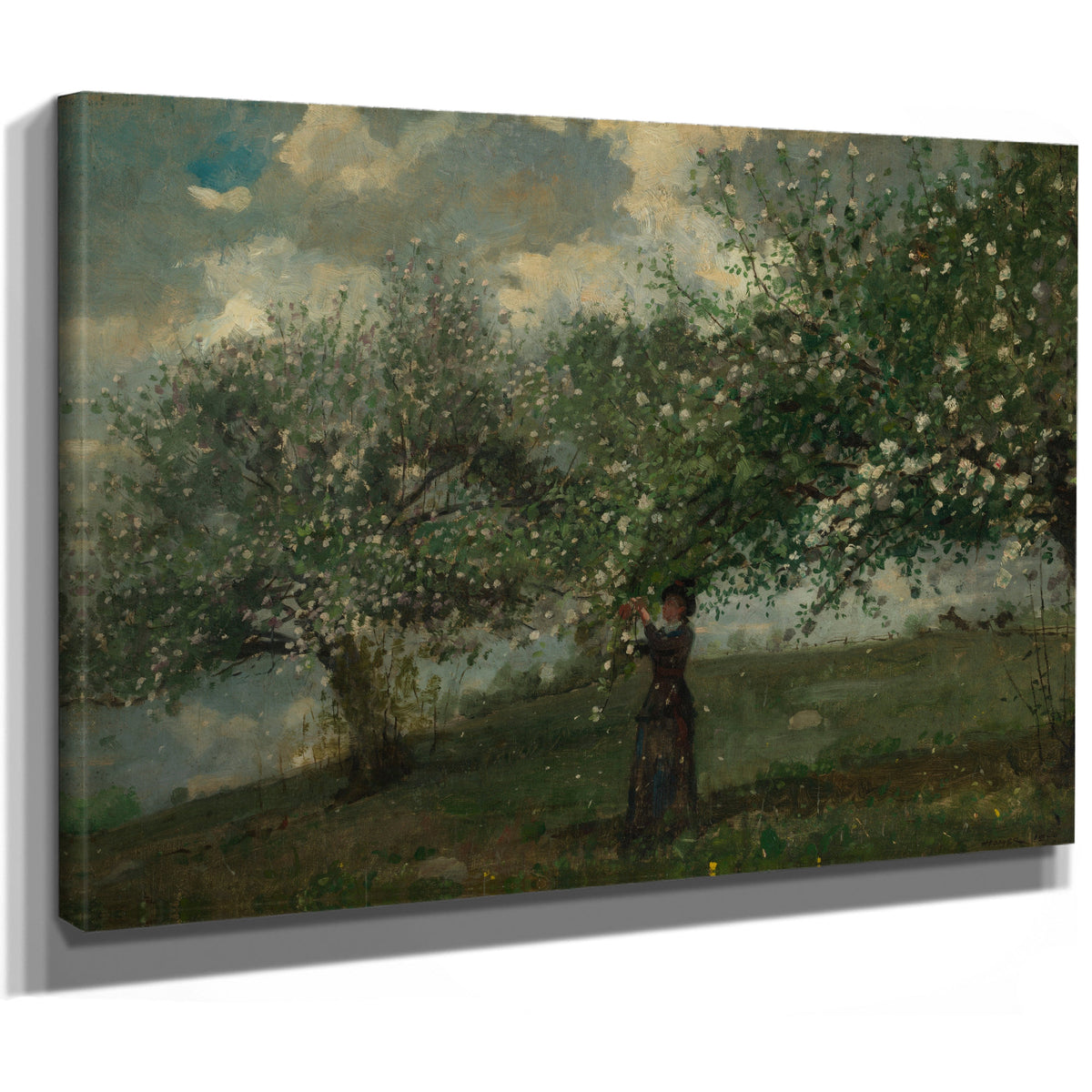 Girl Picking Apple Blossoms 1879 By Winslow Homer