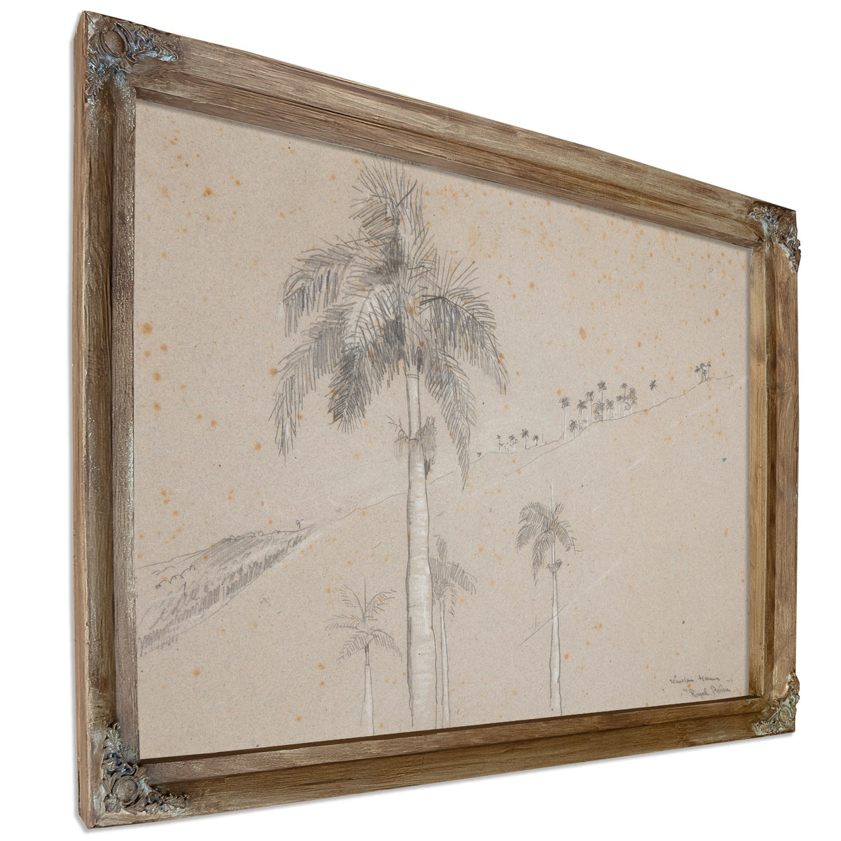 Royal Palm Cuba 1885 By Winslow Homer