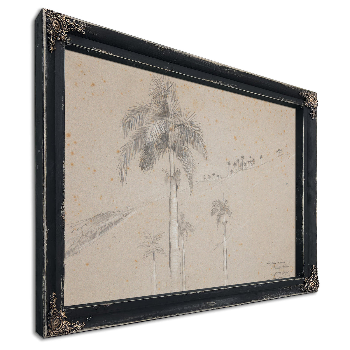 Royal Palm Cuba 1885 By Winslow Homer