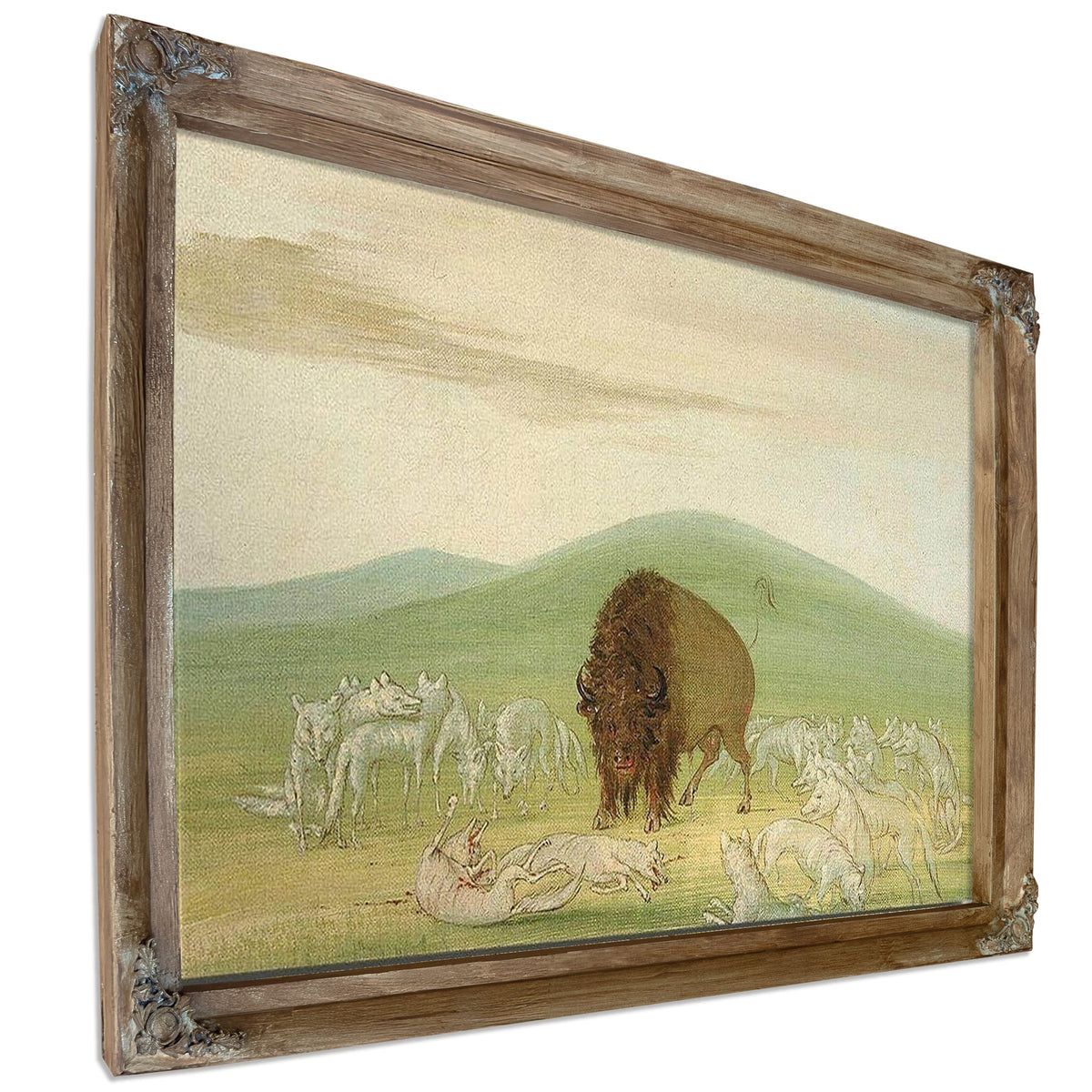 Wounded Buffalo Bull Surrounded By White Wolves By George Catlin