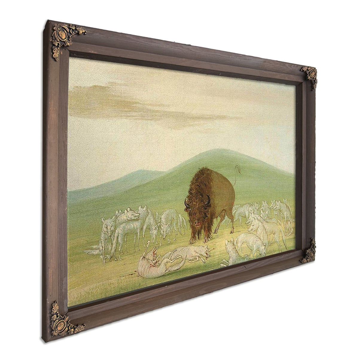 Wounded Buffalo Bull Surrounded By White Wolves By George Catlin