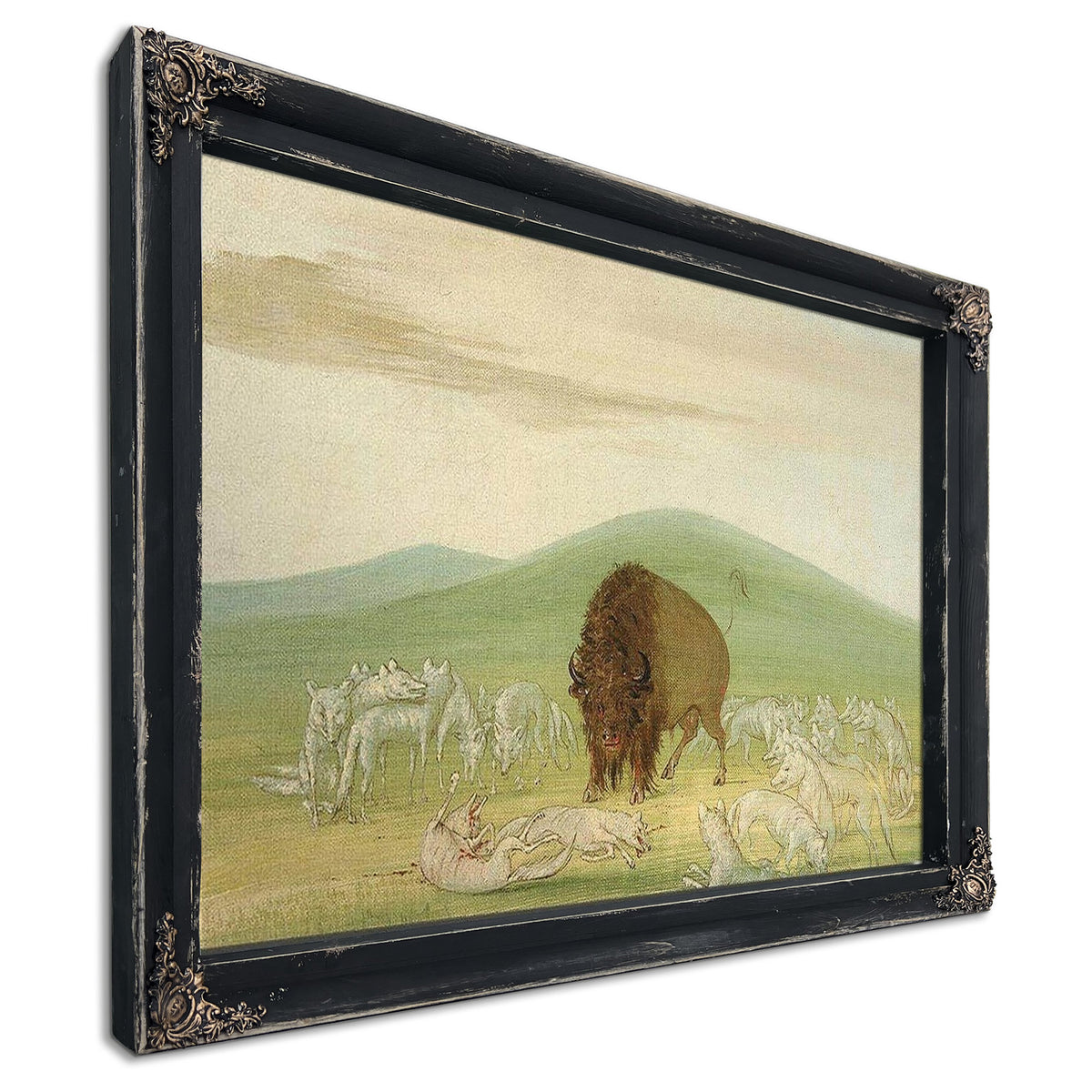 Wounded Buffalo Bull Surrounded By White Wolves By George Catlin