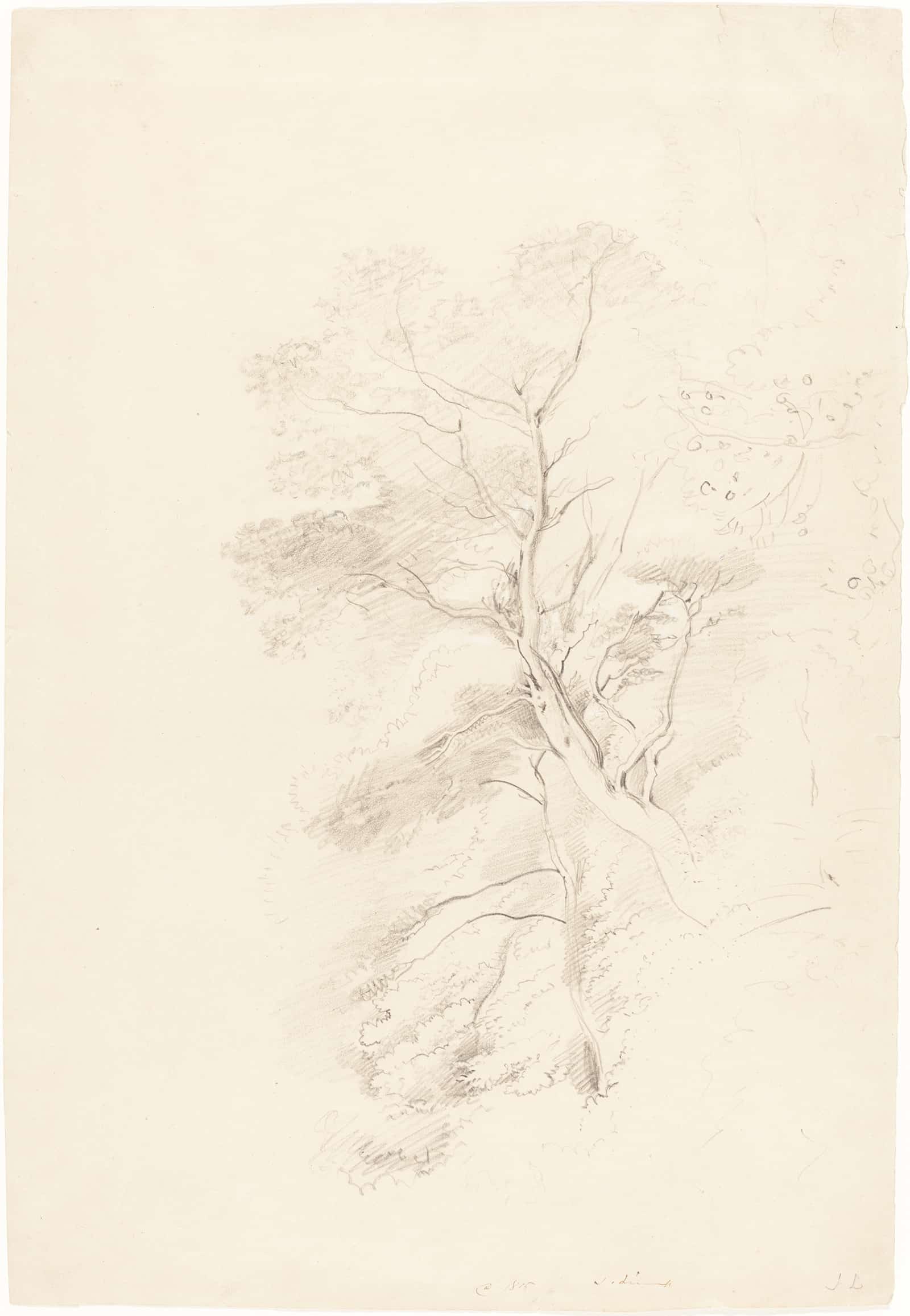 A Beech Wood by John Linnell