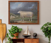 A Border Leicester Ewe by James Ward