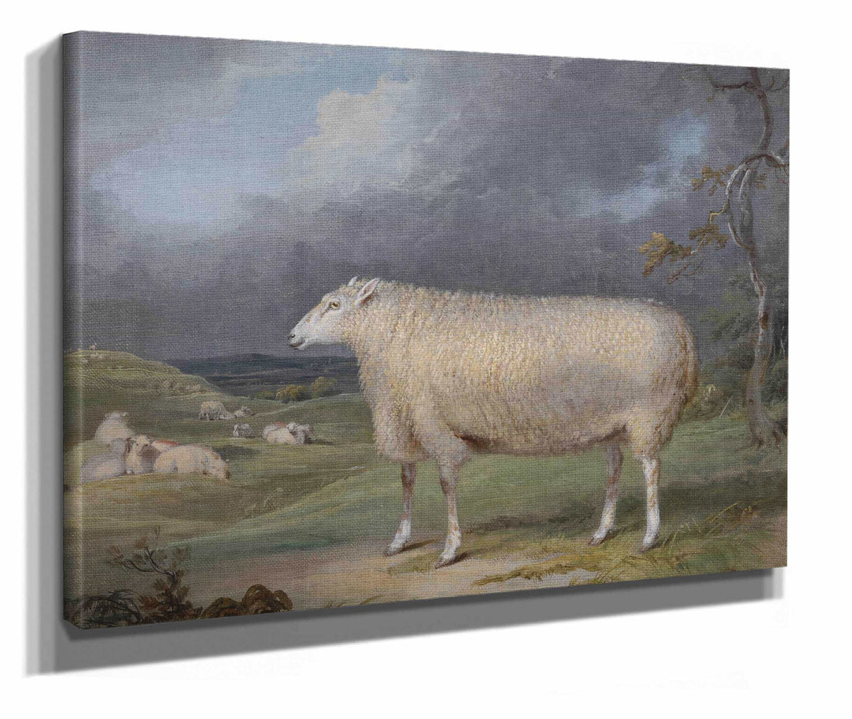 A Border Leicester Ewe by James Ward