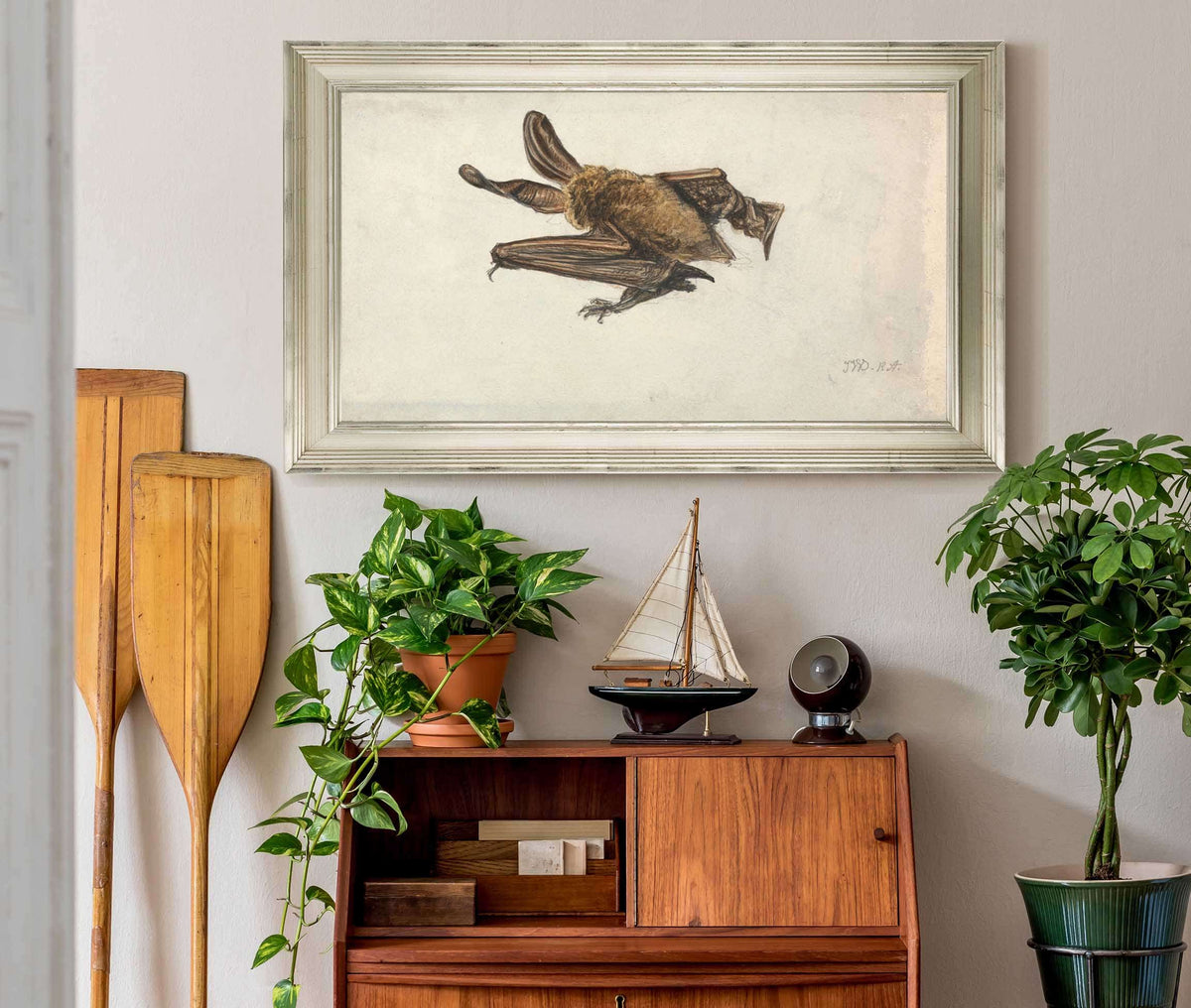 A Brown Long Eared Bat Plecotus Auritus by James Ward