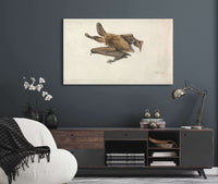 A Brown Long Eared Bat Plecotus Auritus by James Ward