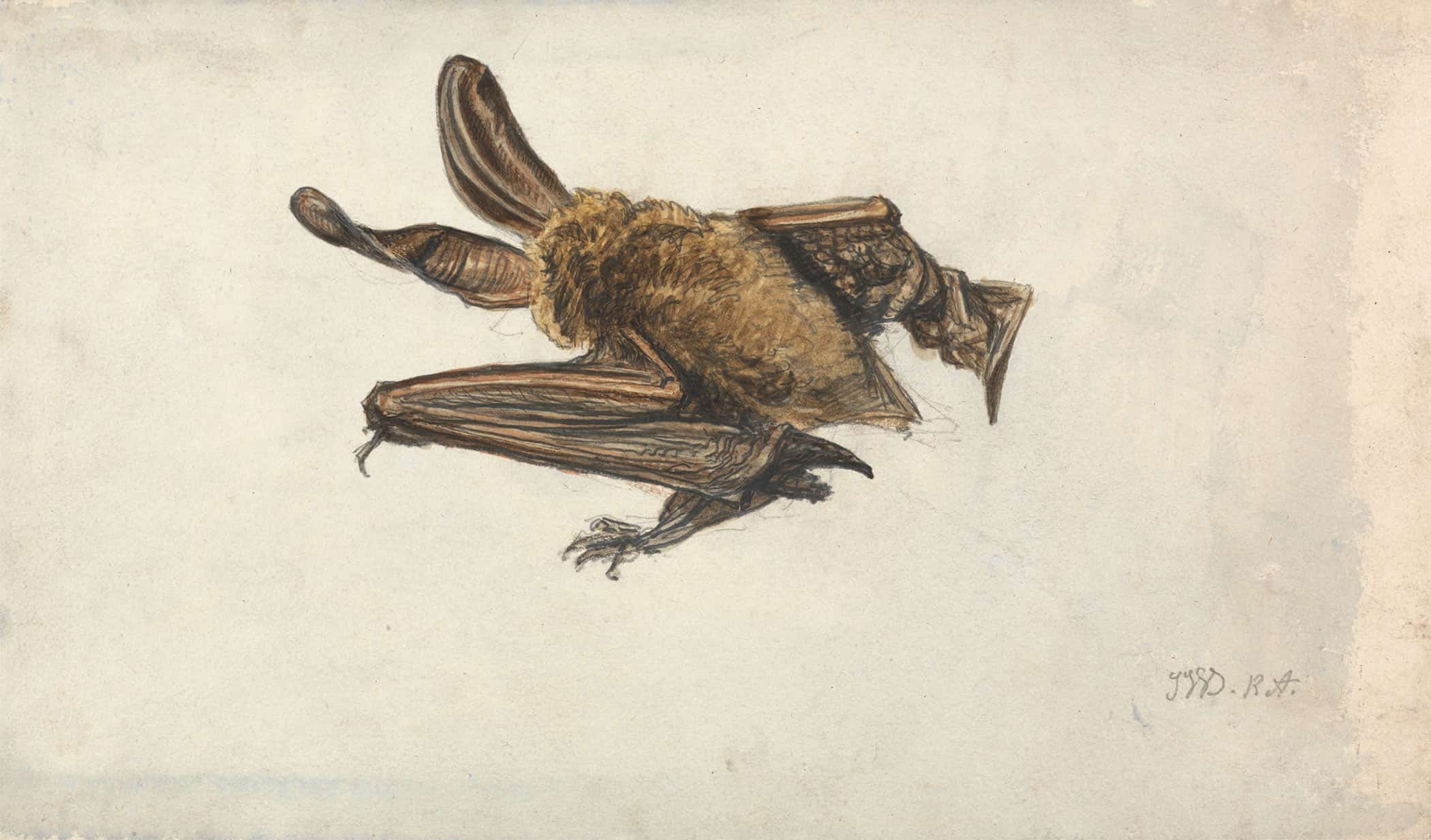 A Brown Long Eared Bat Plecotus Auritus by James Ward