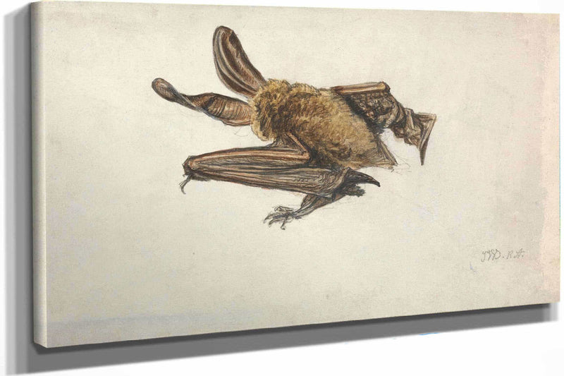 A Brown Long Eared Bat Plecotus Auritus by James Ward