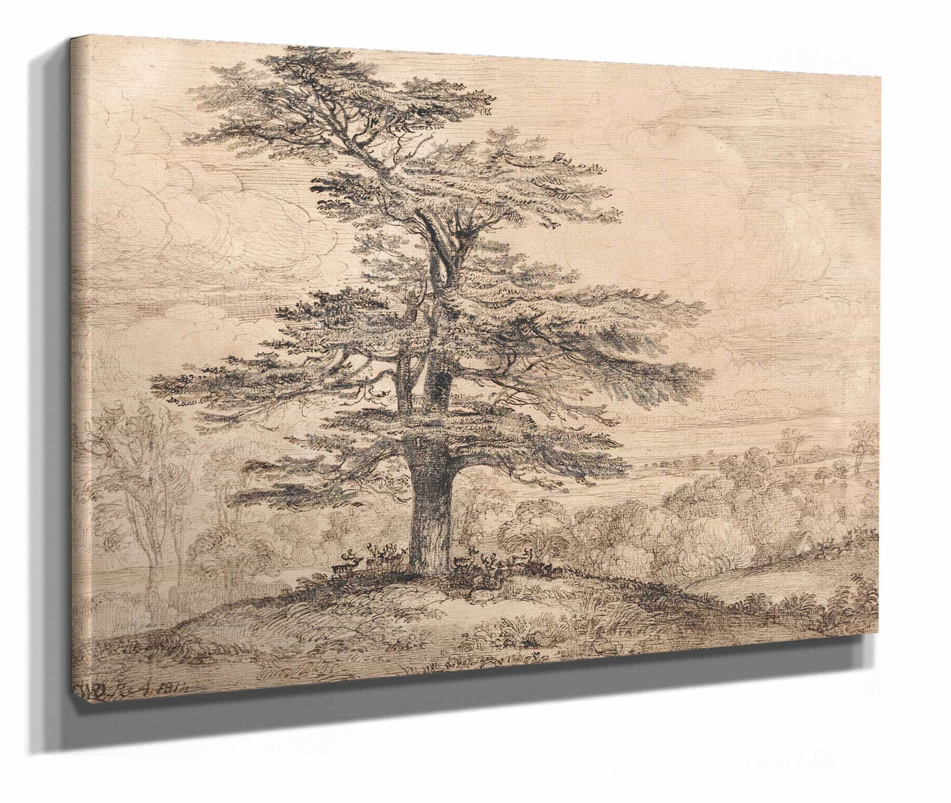 A Cedar On A Rise With A Herd Of Deer Grouped Beneath Its Shade by James Ward