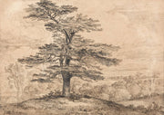 A Cedar On A Rise With A Herd Of Deer Grouped Beneath Its Shade by James Ward