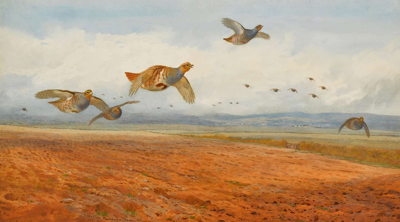 A Covey Of Grey Partridge In Flight by Archibald Thorburn