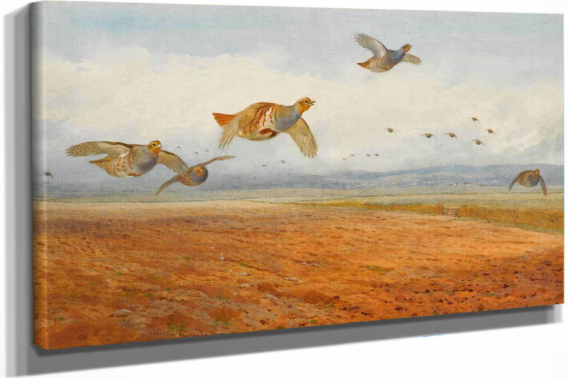 A Covey Of Grey Partridge In Flight by Archibald Thorburn