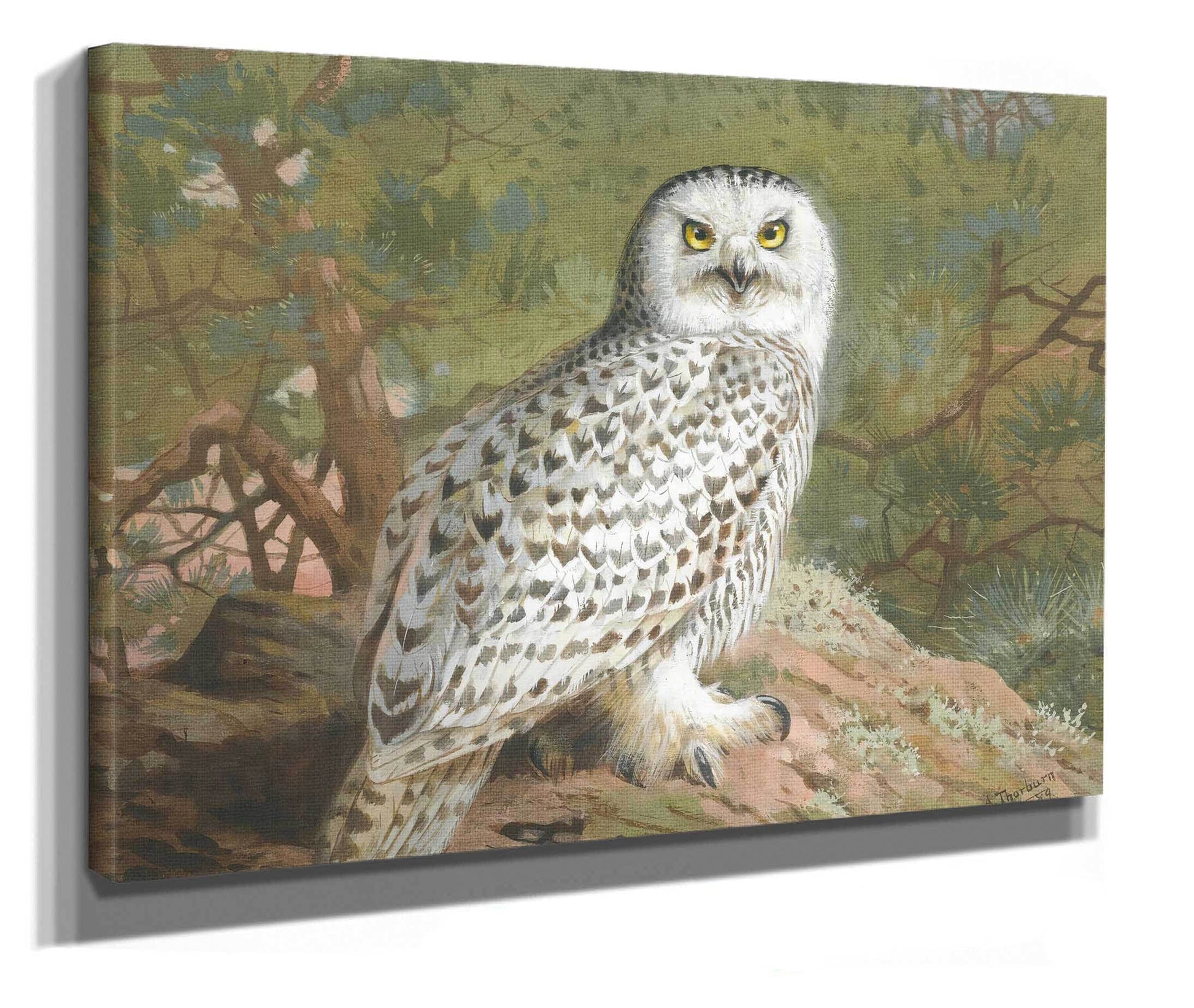 A Female Snowy Owl by Archibald Thorburn
