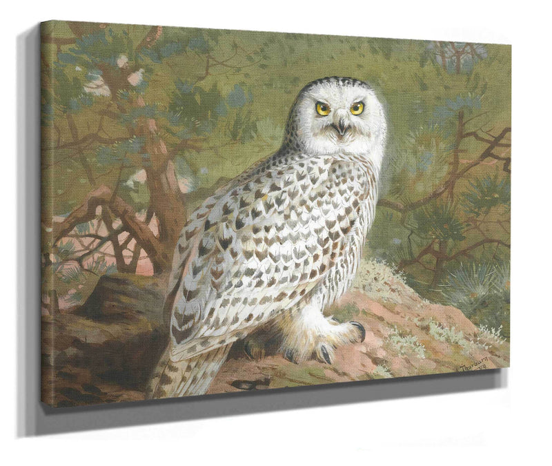 A Female Snowy Owl by Archibald Thorburn