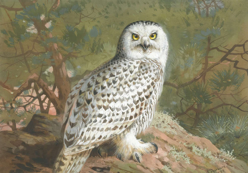 A Female Snowy Owl by Archibald Thorburn