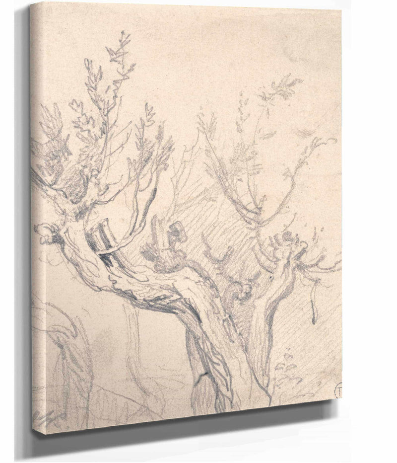 A Gnarled Tree by James Ward