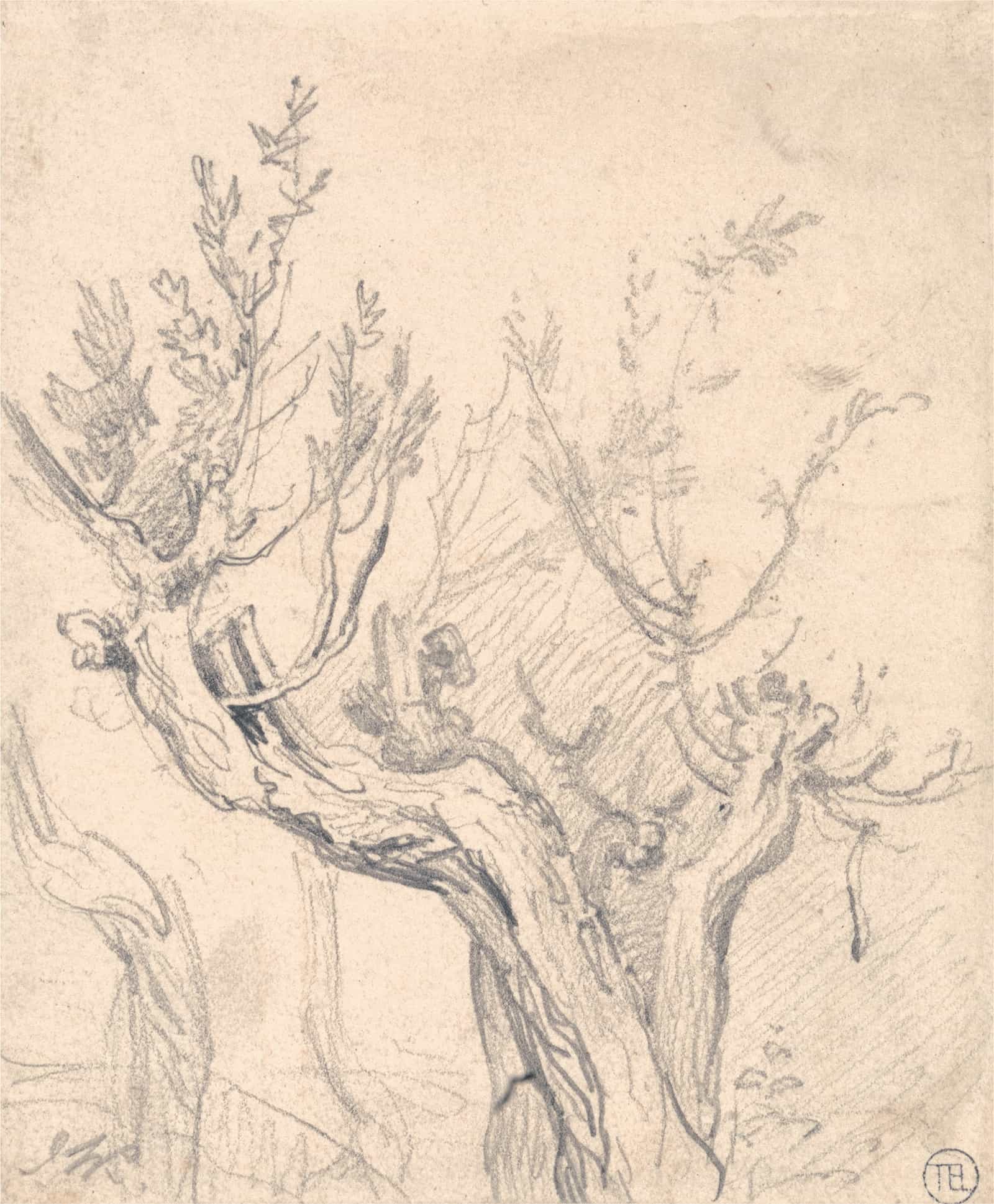 A Gnarled Tree by James Ward