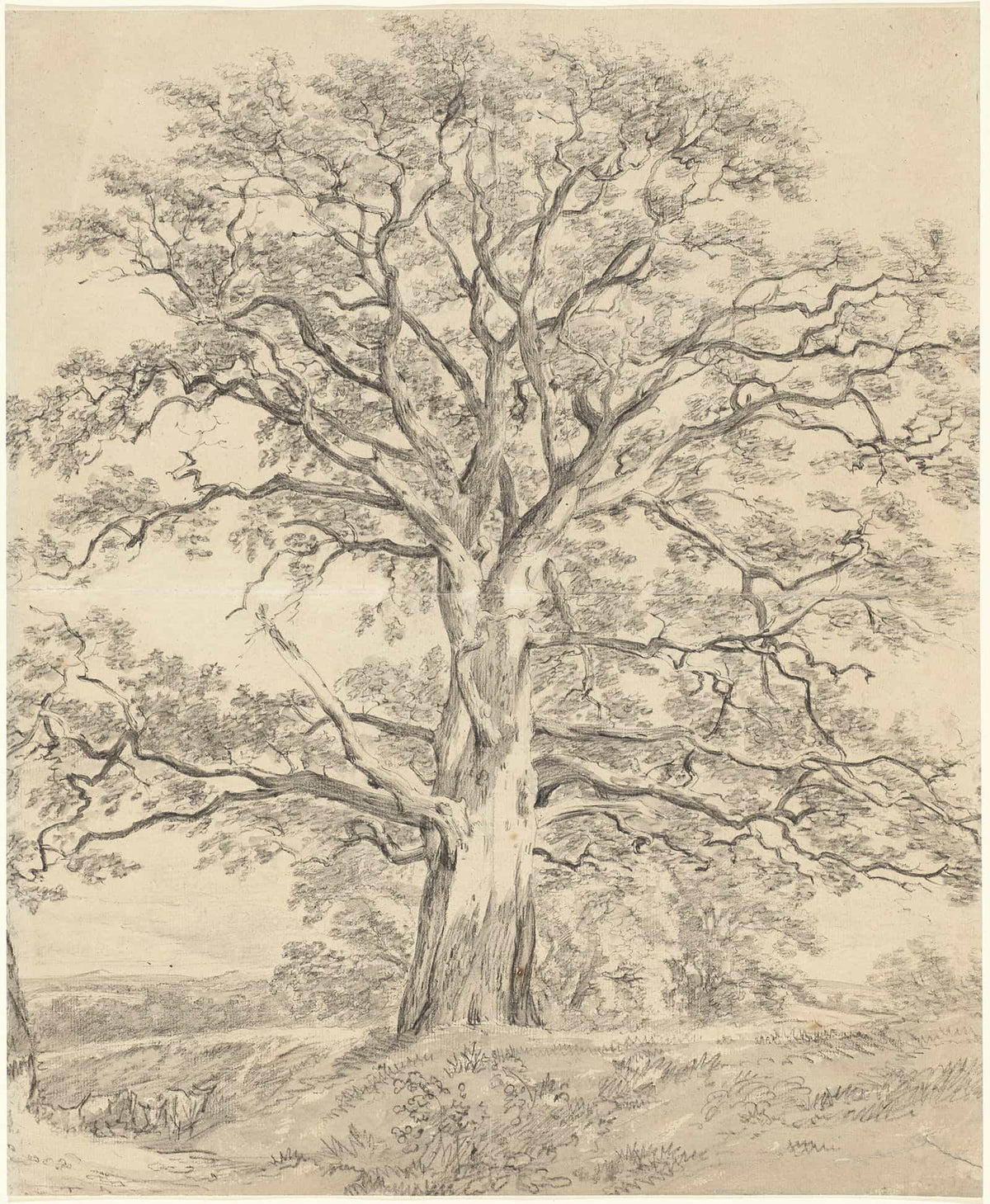 A Great Oak Tree by John Constable