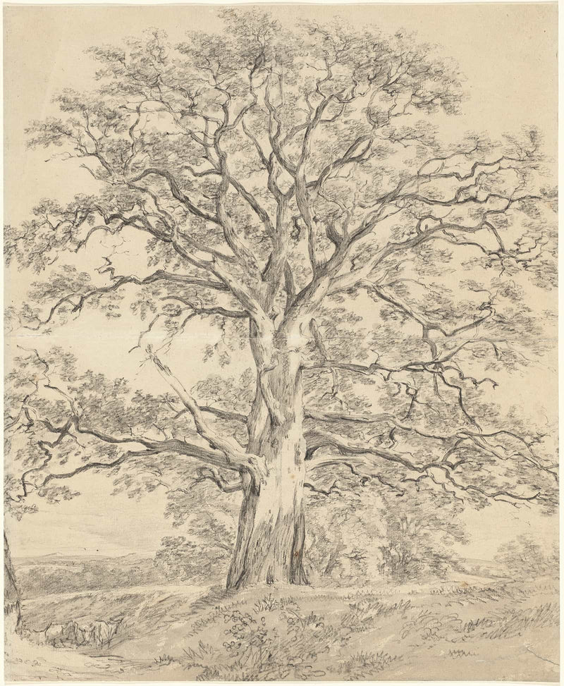 A Great Oak Tree by John Constable