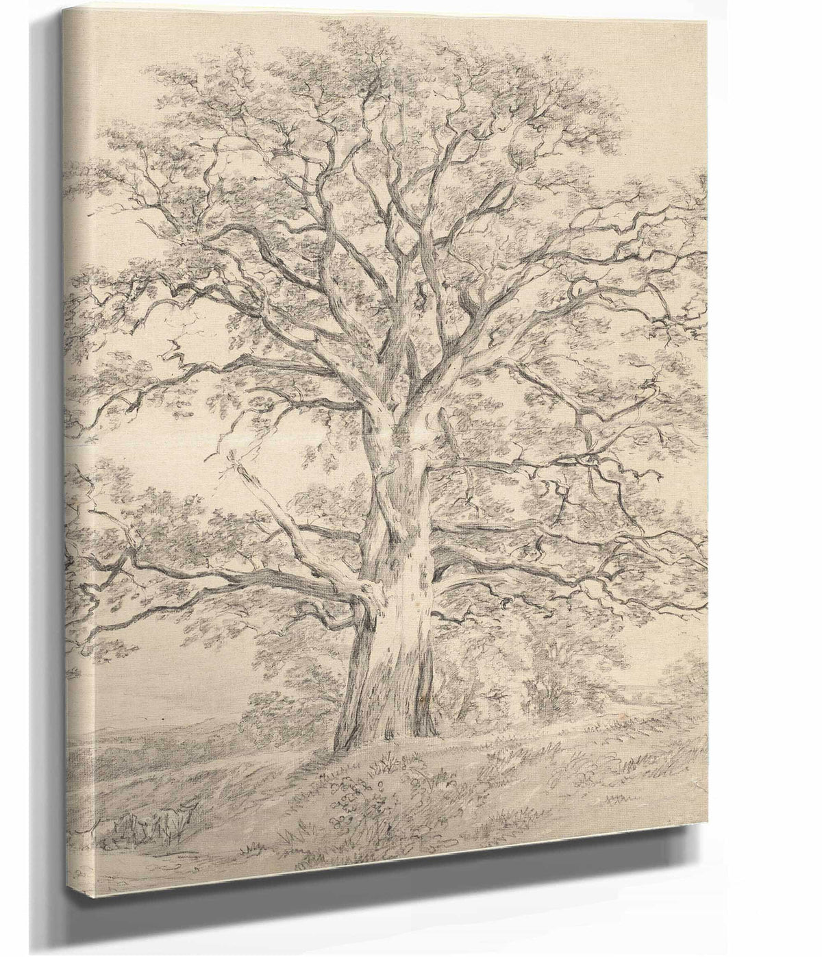 A Great Oak Tree by John Constable