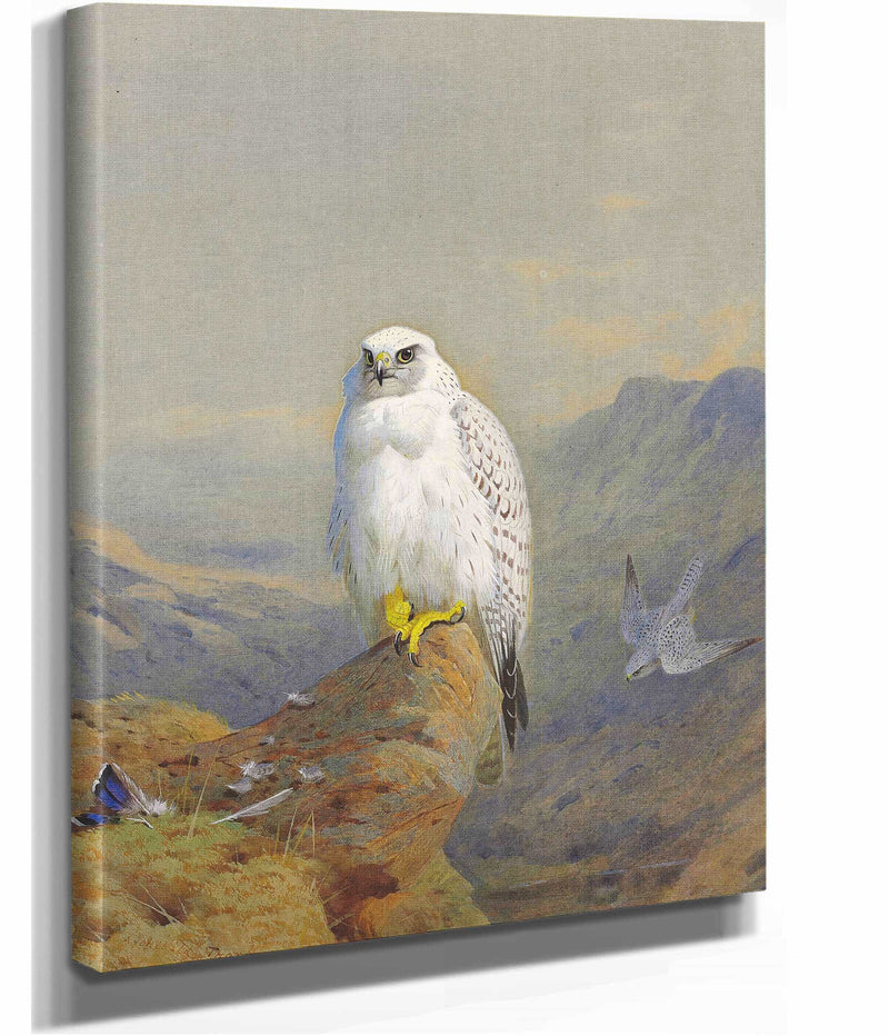 A Greenland Falcon On A Rocky Outcrop by Archibald Thorburn