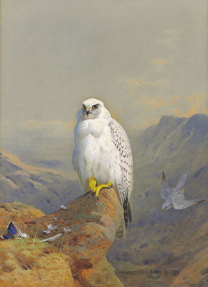 A Greenland Falcon On A Rocky Outcrop by Archibald Thorburn