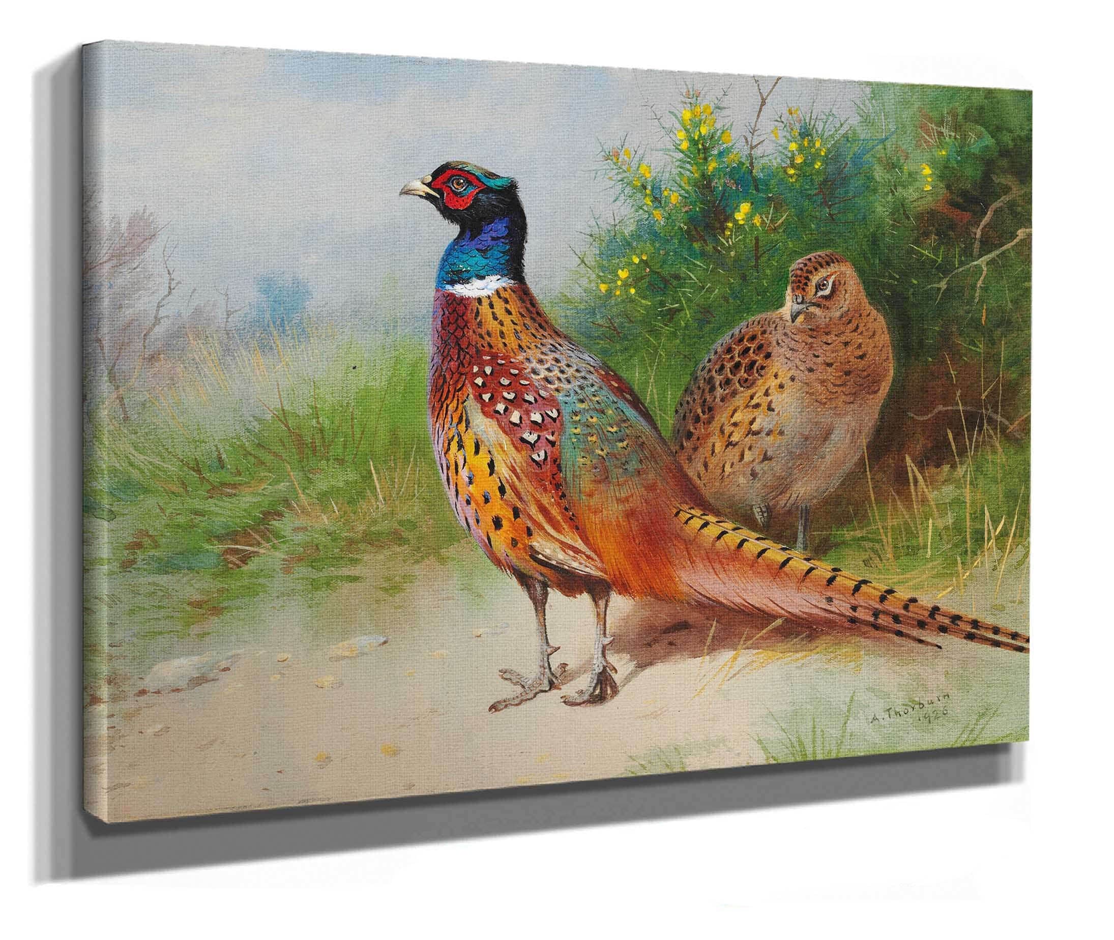 A Hen And Cock Pheasant By Gorse by Archibald Thorburn