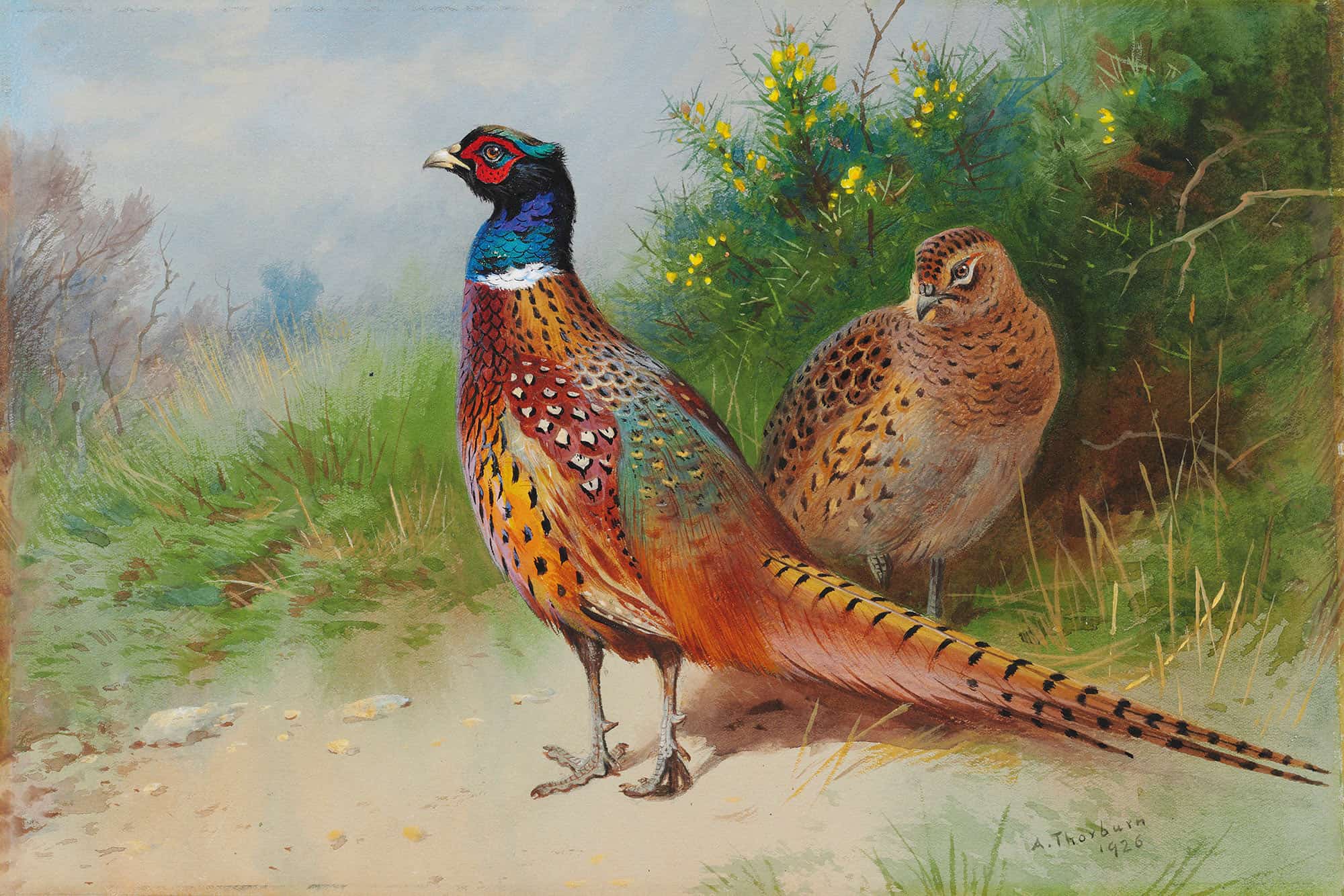 A Hen And Cock Pheasant By Gorse by Archibald Thorburn