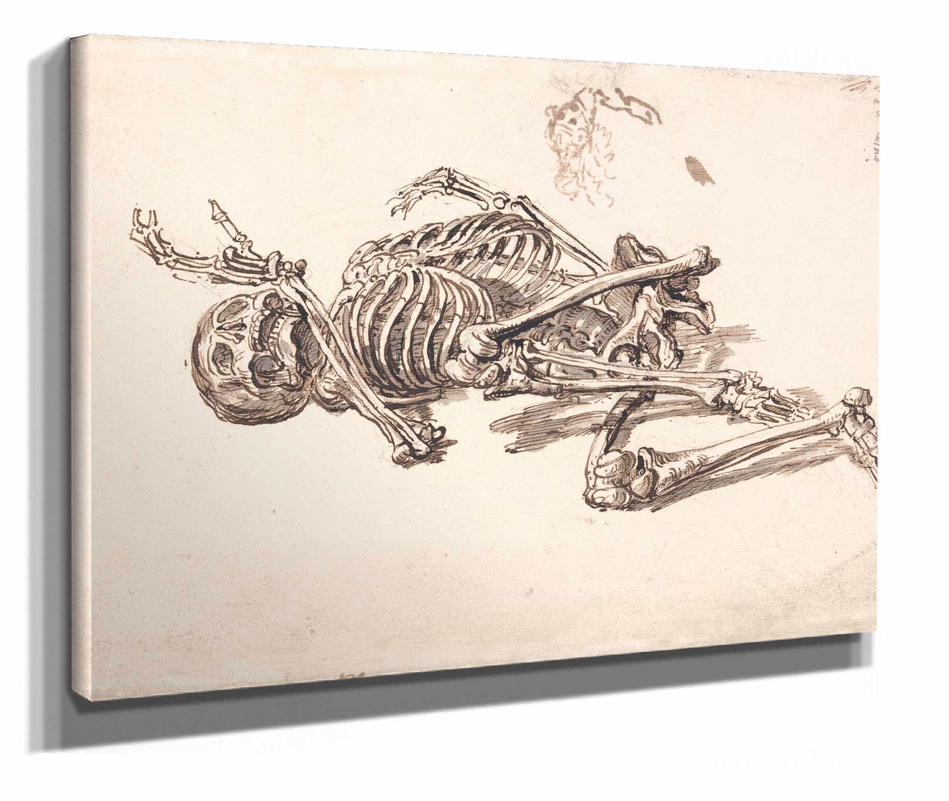 A Human Skeleton by James Ward
