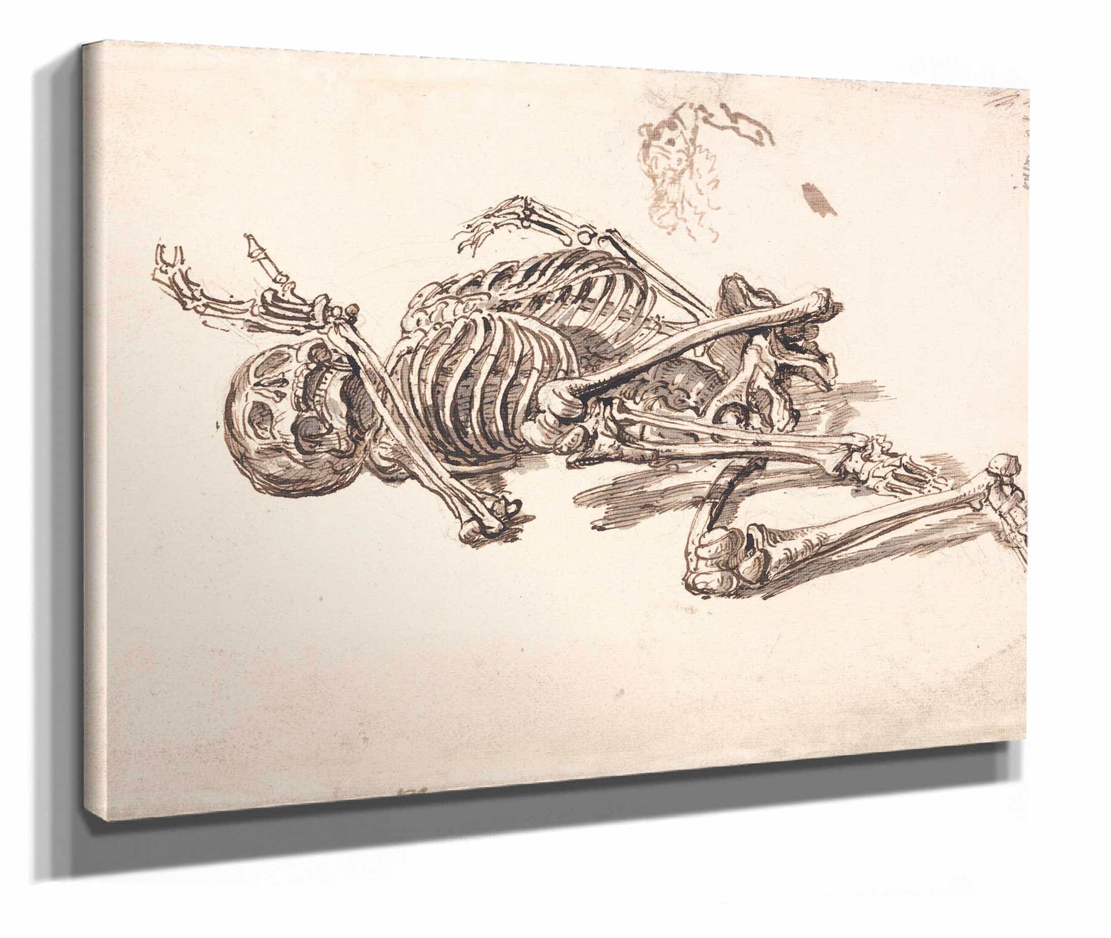 A Human Skeleton by James Ward