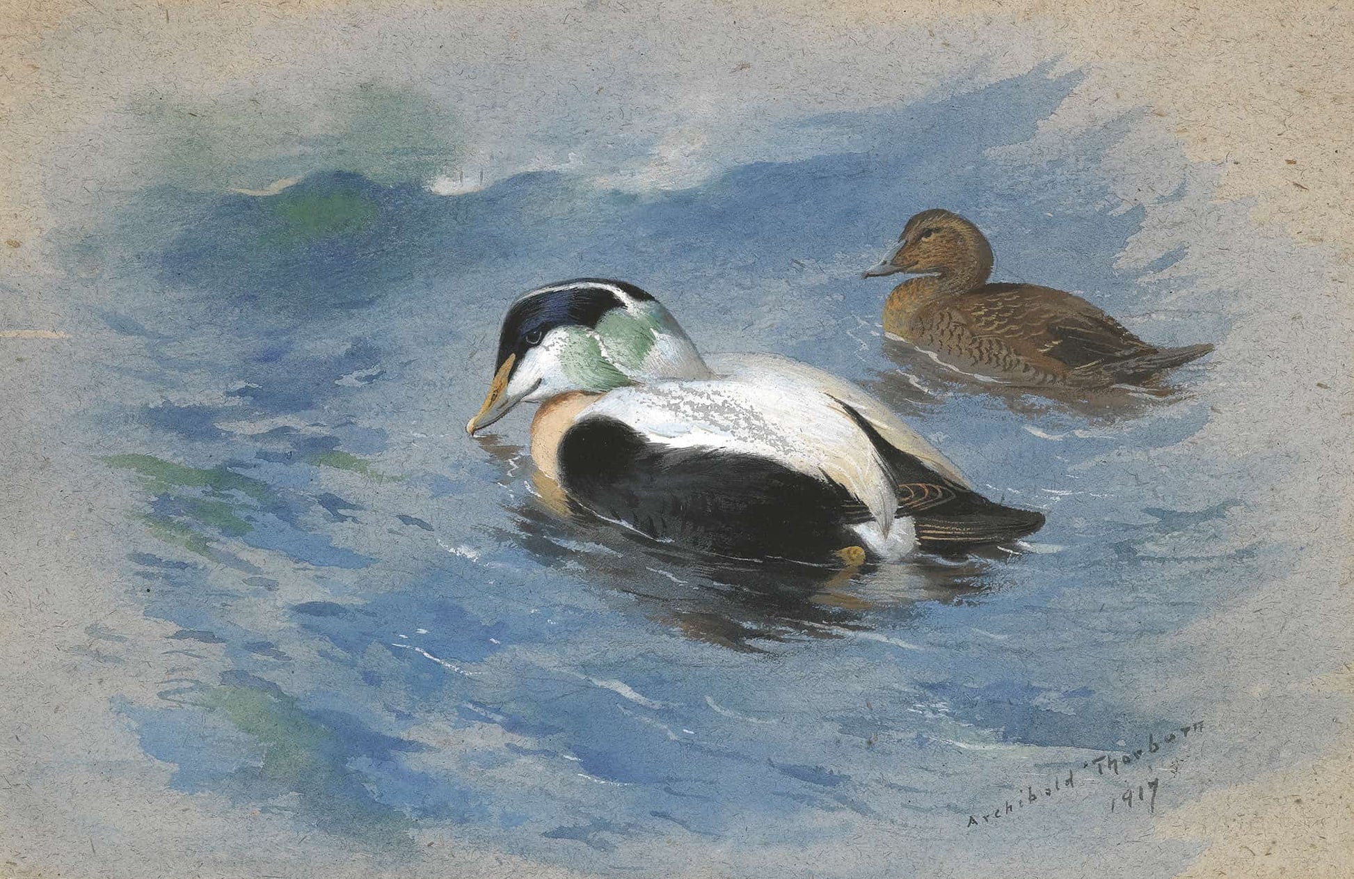A Pair Of Eider Ducks by Archibald Thorburn