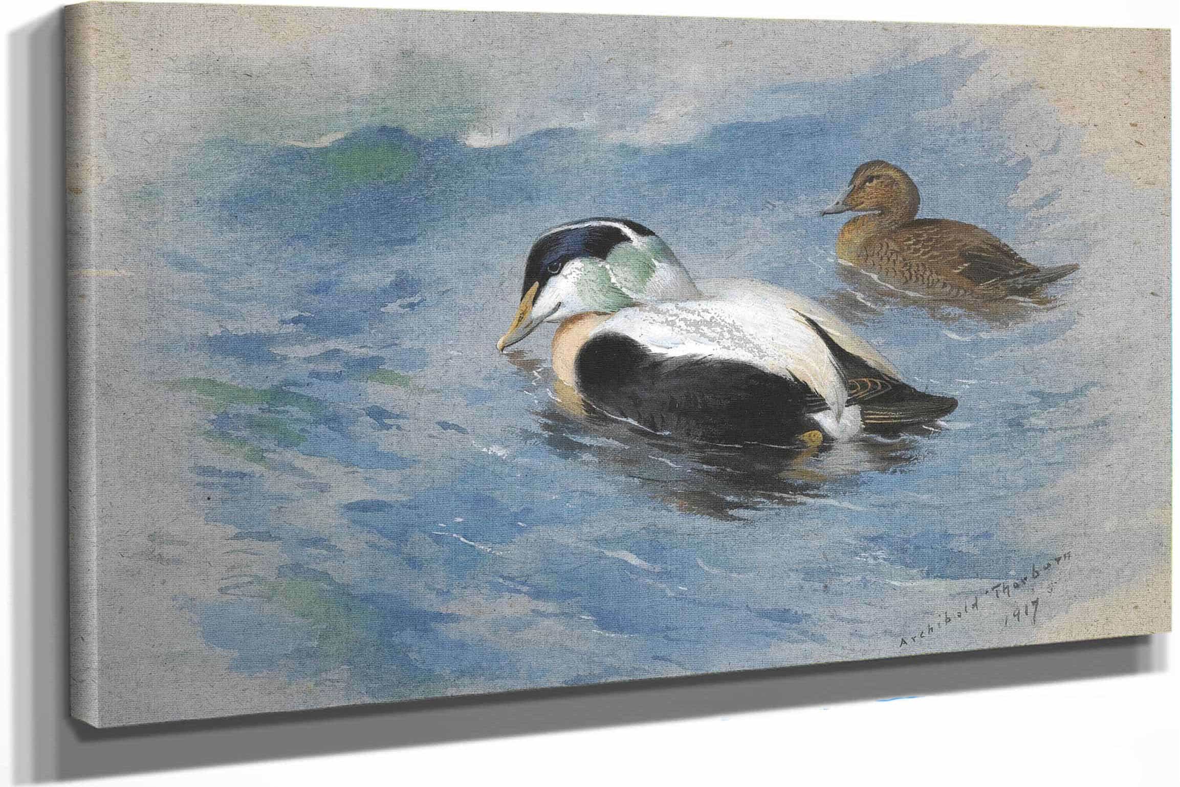 A Pair Of Eider Ducks by Archibald Thorburn
