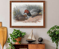 A Pair Of Pochard by Archibald Thorburn