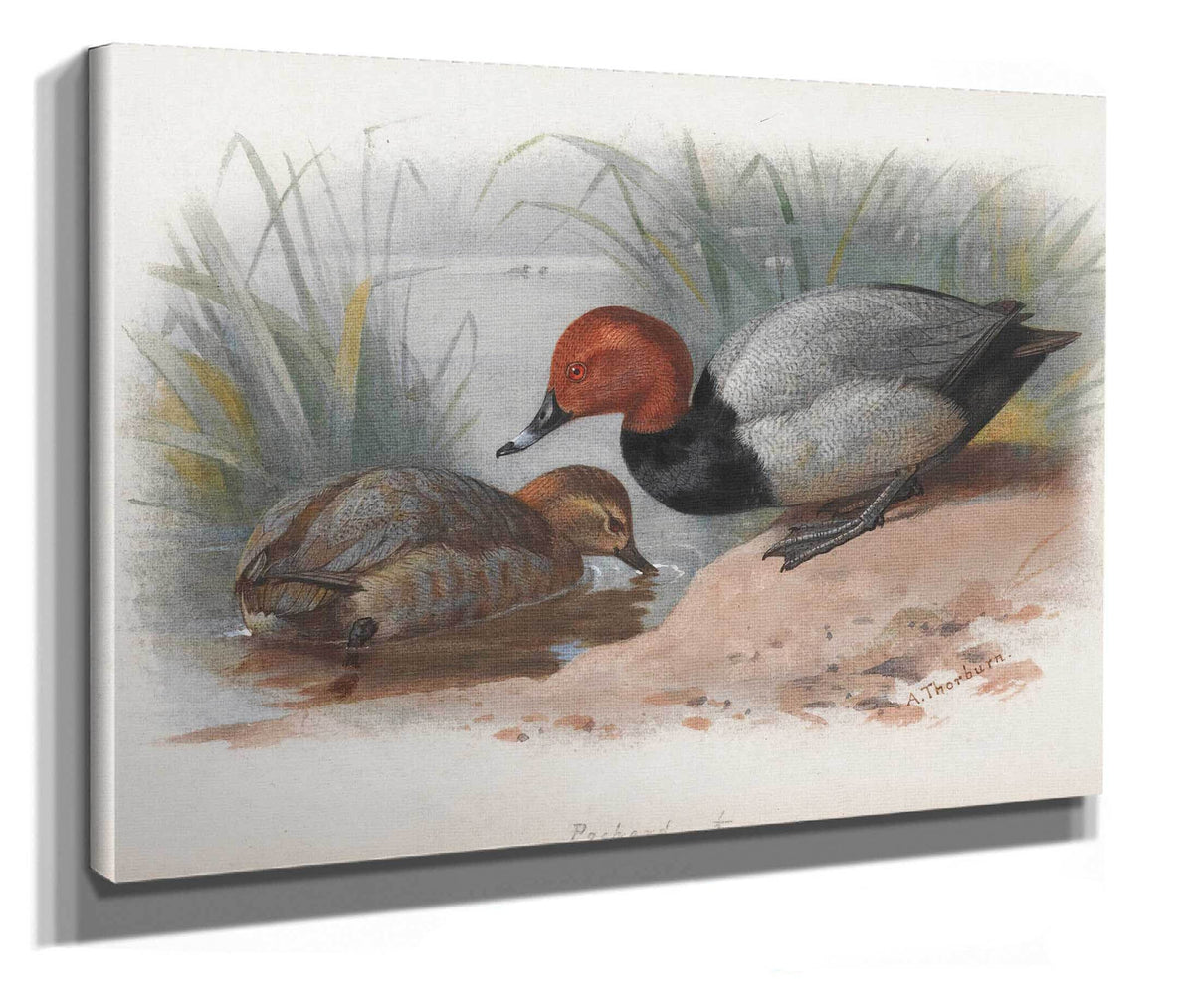 A Pair Of Pochard by Archibald Thorburn