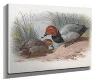 A Pair Of Pochard by Archibald Thorburn
