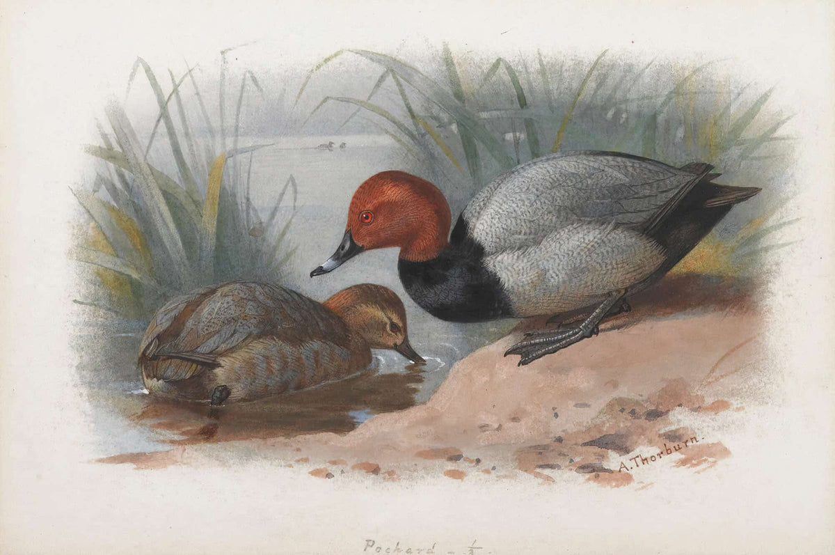 A Pair Of Pochard by Archibald Thorburn