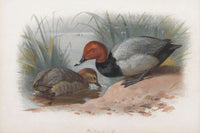 A Pair Of Pochard by Archibald Thorburn