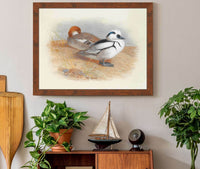 A Pair Of Smew Ducks by Archibald Thorburn
