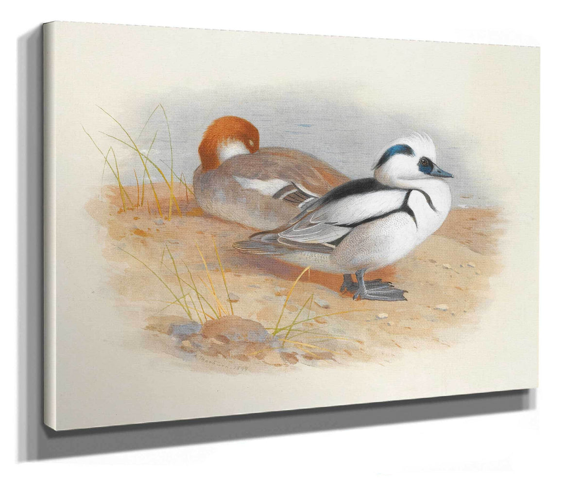 A Pair Of Smew Ducks by Archibald Thorburn