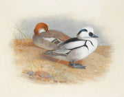 A Pair Of Smew Ducks by Archibald Thorburn