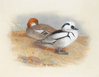 A Pair Of Smew Ducks by Archibald Thorburn