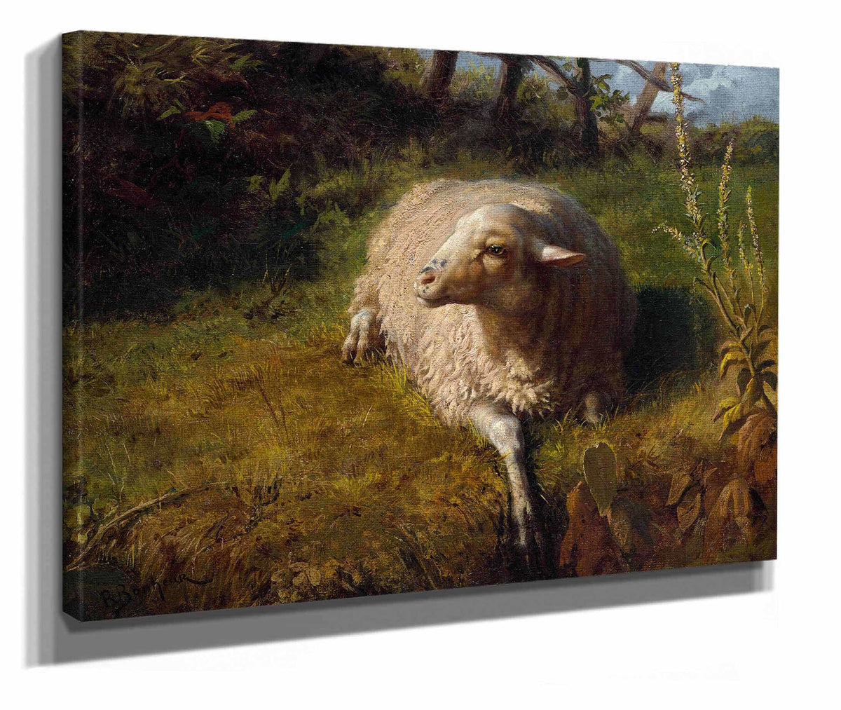 A Sheep At Rest by Rosa Bonheur