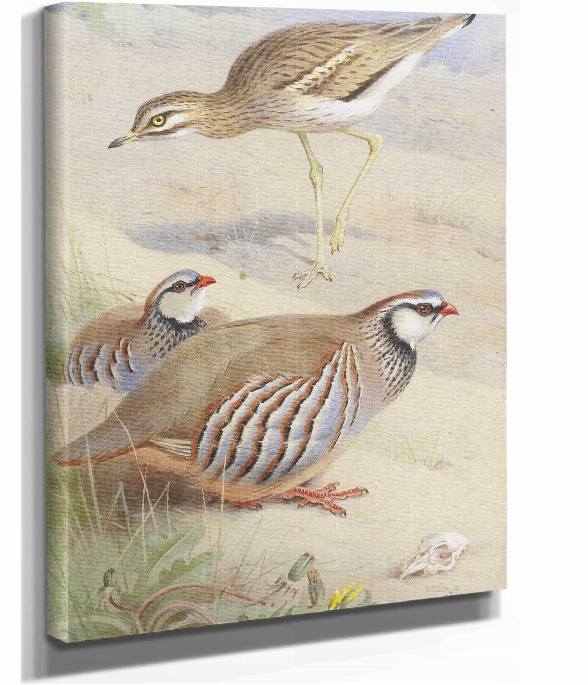 A Stone Curlew And A Pair Of French Partridge by Archibald Thorburn