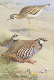 A Stone Curlew And A Pair Of French Partridge by Archibald Thorburn